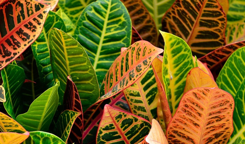 Landscaping With Crotons Lakeland Yard and Garden