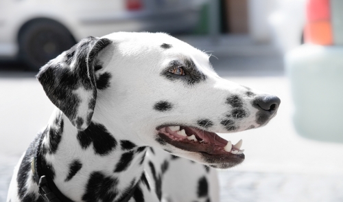 What Are The Cleanest Dog Breeds?