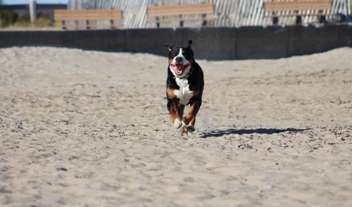 Summer Exercise Ideas to Enjoy With Your Pet