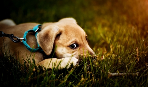 dog licking carpet and eating grass