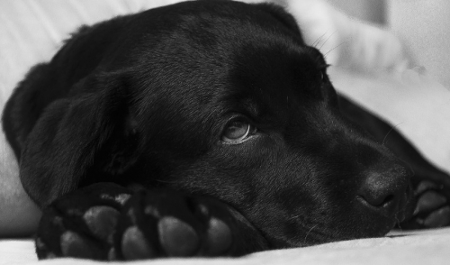 Helping Physically Challenged Pets