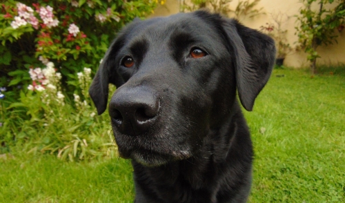 I Adopted a Pet, Now What?