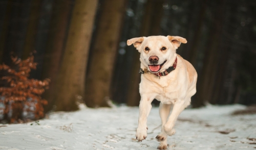 Ice Melt vs Your Pets Paws
