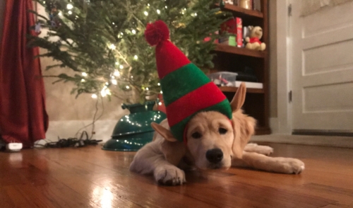 First Holiday With Pets