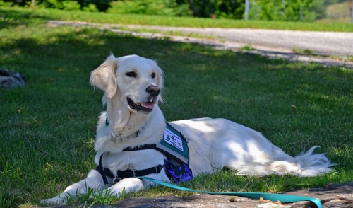 How to Identify a Service Animal on Duty