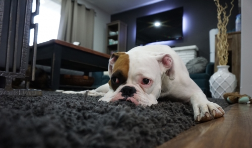 Treating Seasonal Hot Spots on Pets