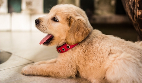 Feeding Tips for Your Puppy