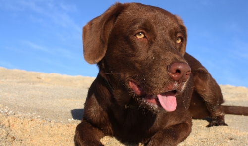 Pet Safety at the Beach