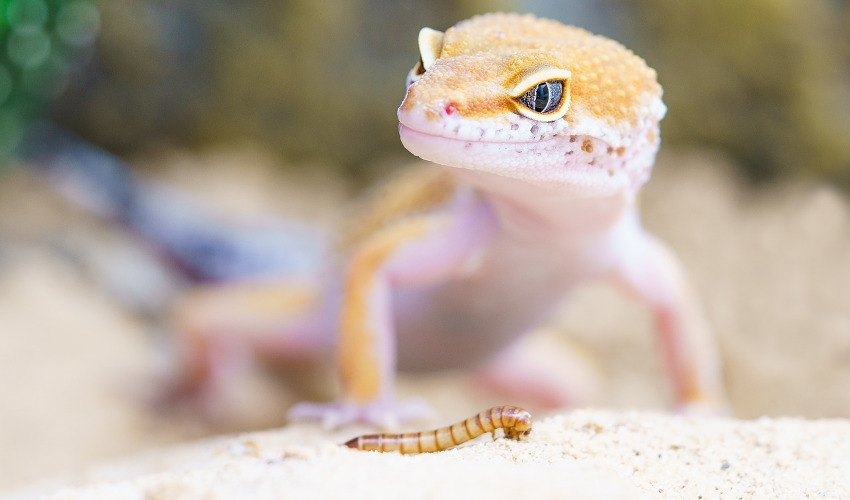 5 Great Beginner Pet Lizards | Kee's Aquarium & Pets