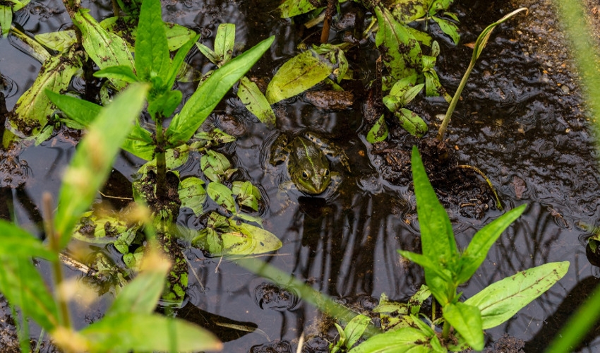 Best Pond Soil Types | Family Farm & Garden