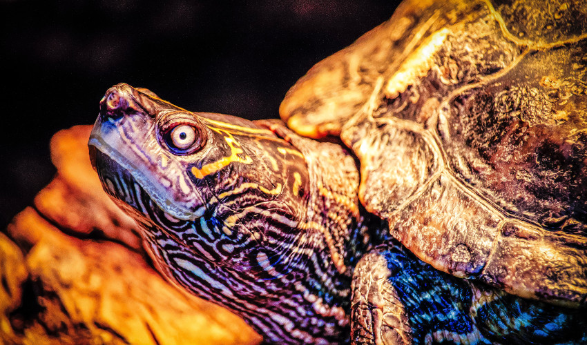  îngrijirea cochiliei de broască țestoasă