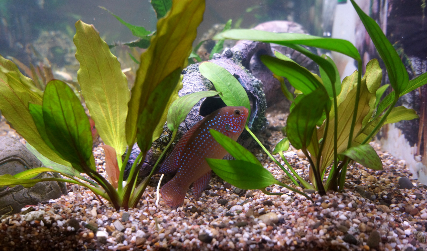 Why Are My Fish Hiding Now Knisley s Pet Farm Center