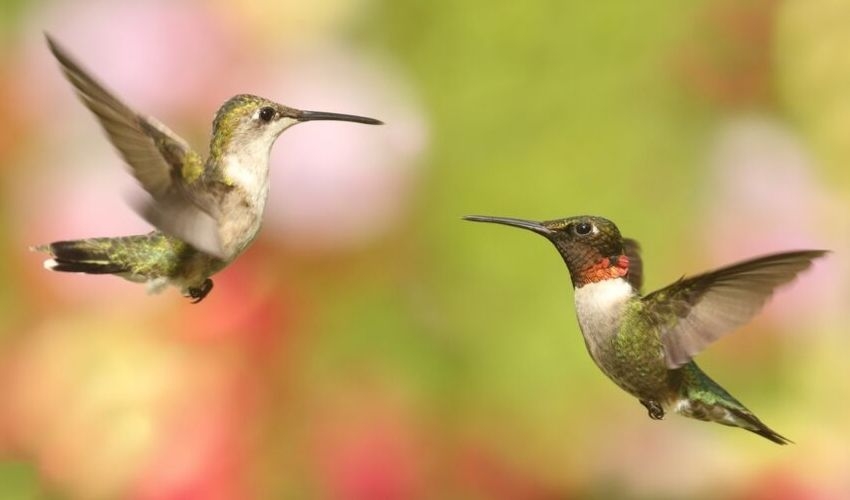 Hummingbird Migration Schedule Bob's Garden Center Egg Harbor