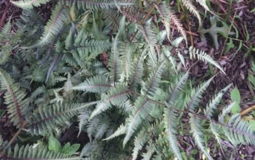 Perennials | Stony Brook Gardens | Pennington, NJ