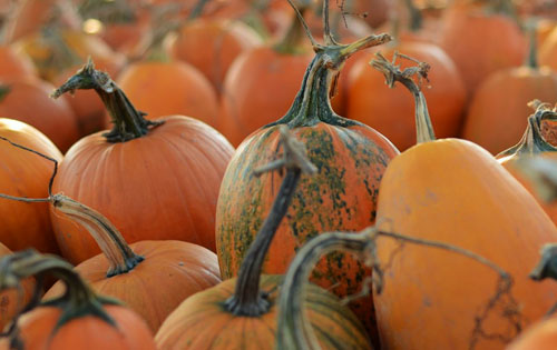 Home | Stony Brook Gardens | Pennington, NJ