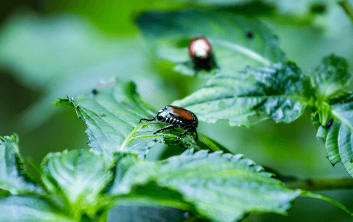 photo of japanese beetle
