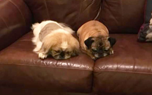 two dogs on a couch