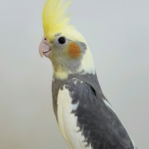 grooming