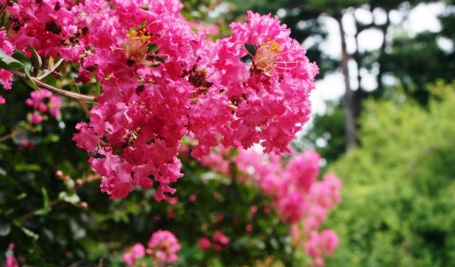 Crape Myrtle Bark Scale Identification and Control