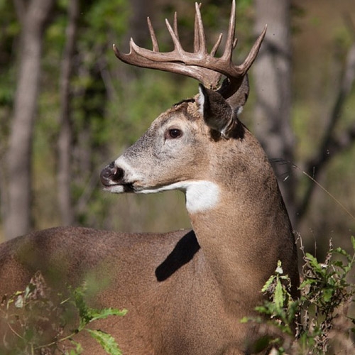 Sporting & Hunting Goods