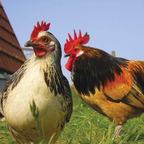 Poultry Supplies