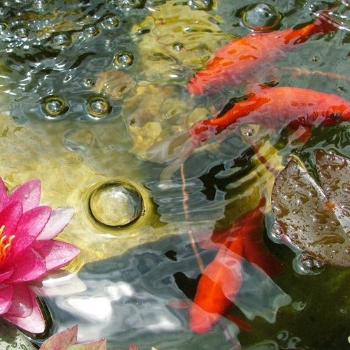 Pond Supplies