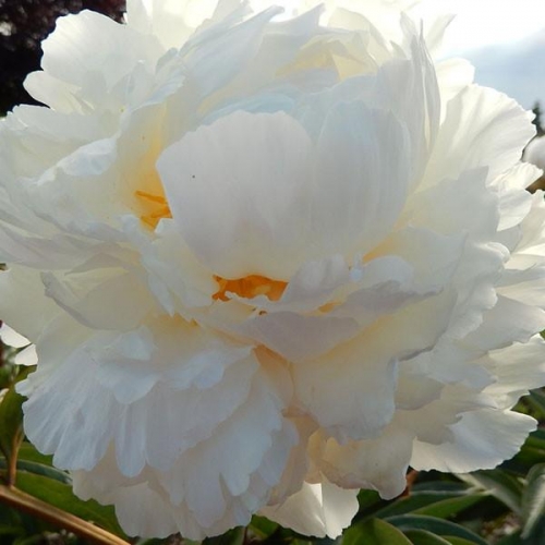 Allan Rogers Peony Liberty Home Garden Inc Liberty Ny