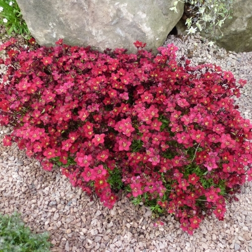 Mossy Rockfoil Touran Red | Liberty Home, Garden Inc. - Liberty, NY