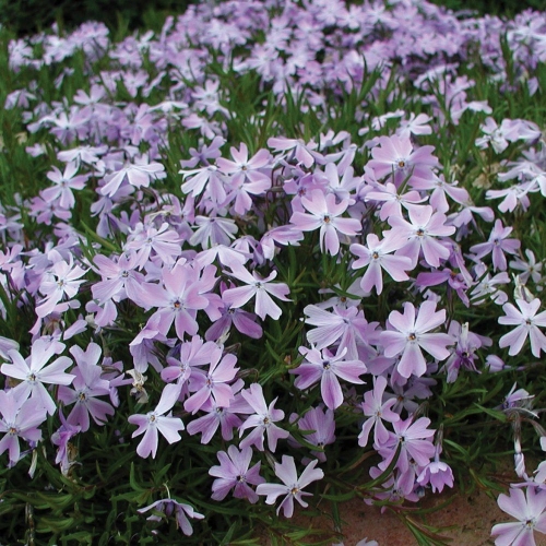 Emerald Cushion Blue Creeping Phlox | Liberty Home, Garden Inc