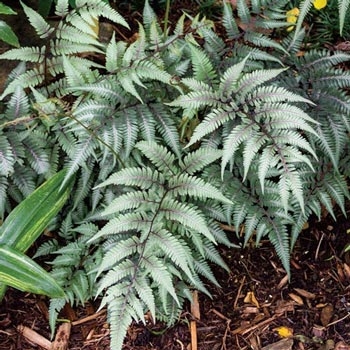 Godzilla Japanese Painted Fern | Liberty Home, Garden Inc. - Liberty, NY