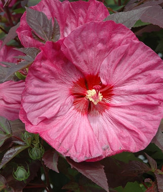 Berry Awesome Hibiscus | Liberty Home, Garden Inc. - Liberty, NY