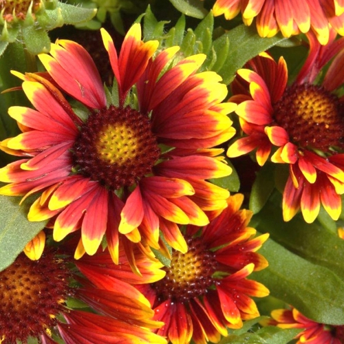 spintop orange halo blanket flower