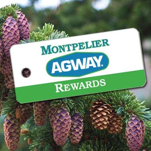 Montpelier Rewards Clubs