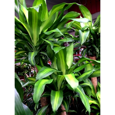 Corn Plant | Shoal Creek Nursery LLC | Austin, TX