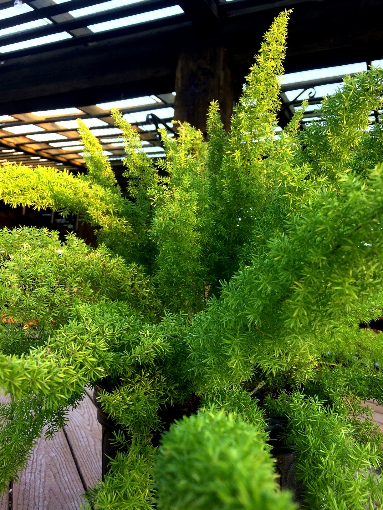 Foxtail Ferns For Sale