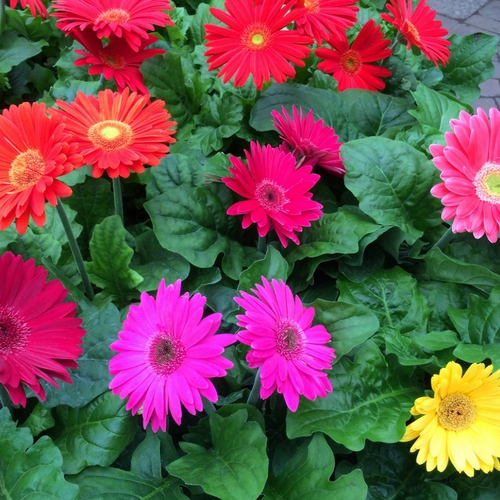 Gerbera Daisies Shoal Creek Nursery LLC Austin, TX