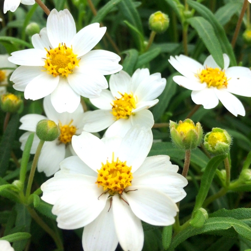 Blackfoot Daisies Shoal Creek Nursery LLC Austin, TX