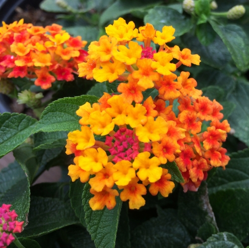 Lantana | Shoal Creek Nursery LLC | Austin, TX