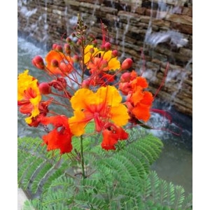 Pride Of Barbados Shoal Creek Nursery Llc Austin Tx