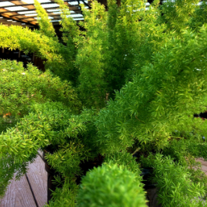 Shoal Creek Nursery Austin, Plant Nursery Austin TX, Austin Nurseries ...