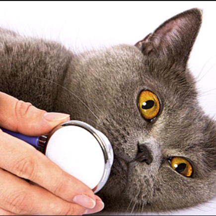 In-store FUNdraiser - The Purr Project