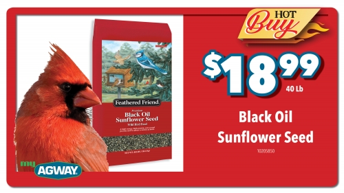 Black Oil Sunflower Seed, 40Lb