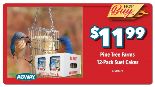Pine Tree Farms Suet Cake- 12 pack
