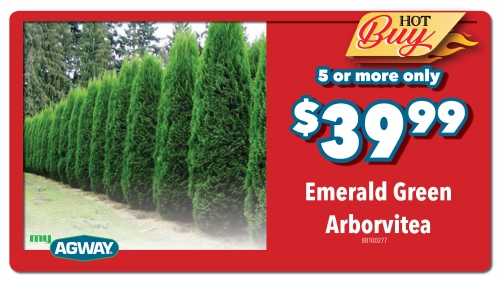 Emerald Green Arborvitae- 5 or more $39.99