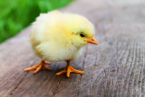 Chicks Days are here!
