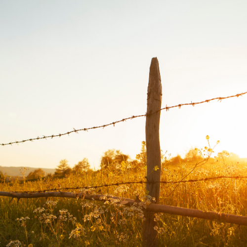 Wood Fence Posts, Metal TPosts, Barbed Wire, Cattle and Deer Fencing