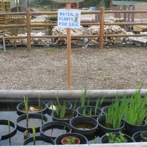 AquaScape & Aquaponics