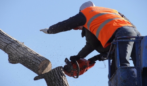 We Have Everything You Need For Tree Maintenance