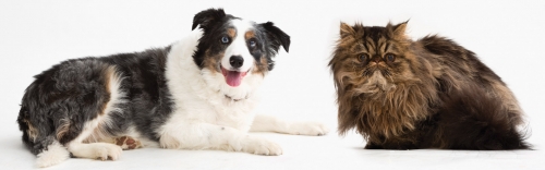 All Natural Pet Food