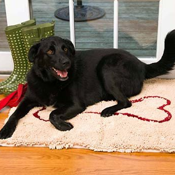 Soggy Doggy Doormat Yelm Farm And Pet Yelm Wa